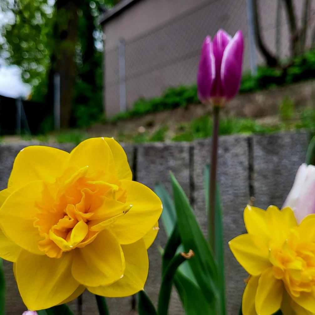 blumen2