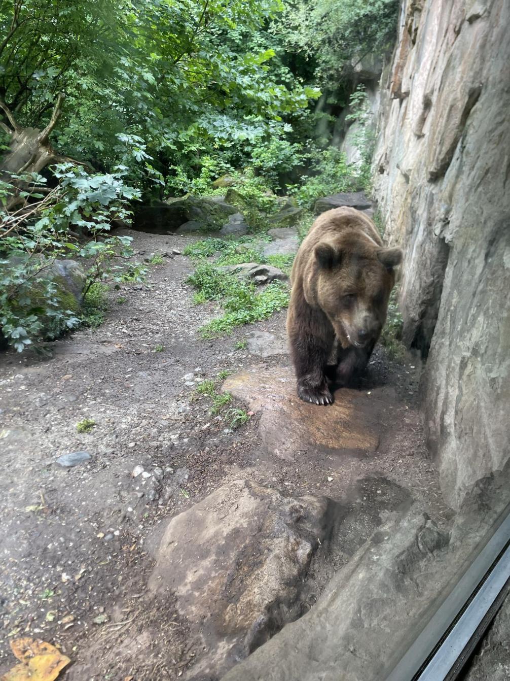 1abalpenzoo